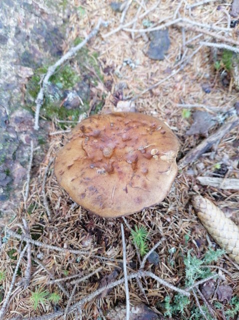 Cortinarius caperatus