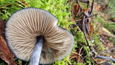 Entocybe nitida