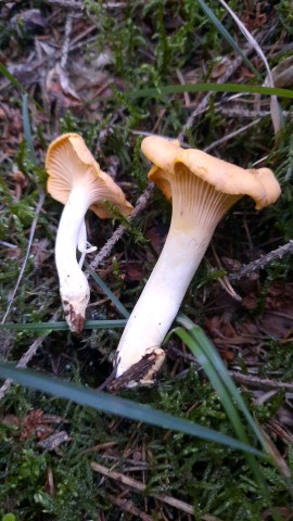 Cantharellus cibarius