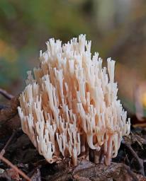 Artomyces pyxidatus