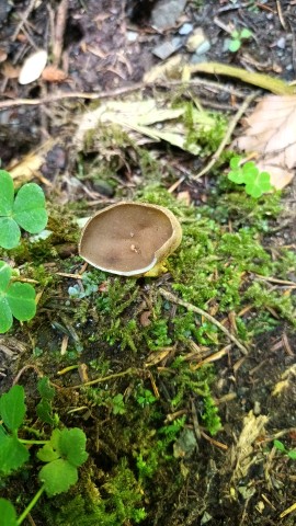 Helvella acetabulum