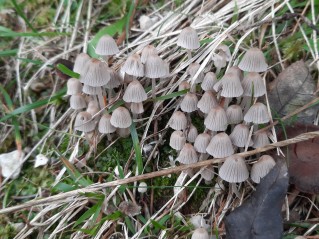 Coprinellus disseminatus