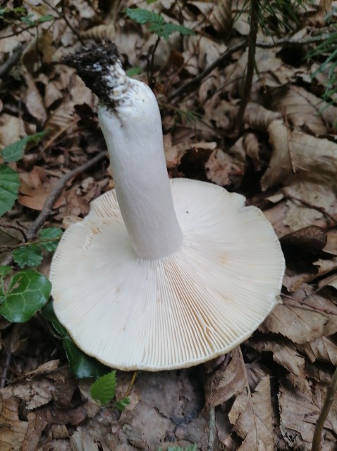 Russula pseudoaeruginea