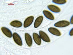 Oligostoma insidiosum