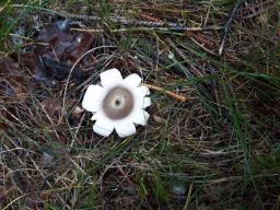 Geastrum fimbriatum