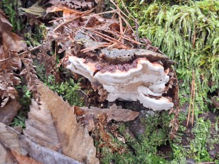 Heterobasidion annosum