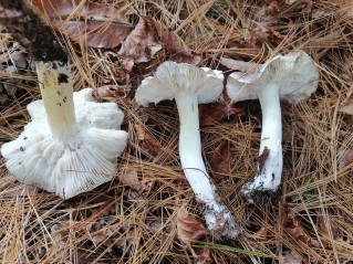 Tricholoma portentosum