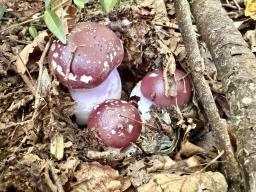 Cortinarius praestans