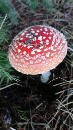 Amanita muscaria