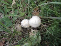 Pleurotus eryngii var. eryngii