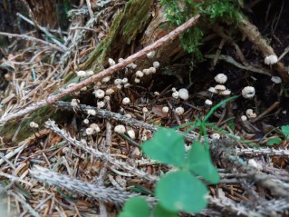 Marasmius wettsteinii