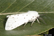 Hyphantria cunea