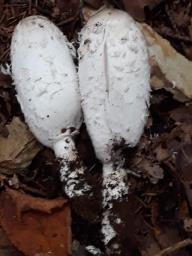 Coprinus comatus