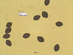 Panaeolus rickenii