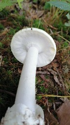 Amanita phalloides