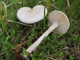 Melanoleuca strictipes