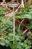 Coprinopsis