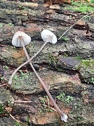 Mycena galopus var. galopus