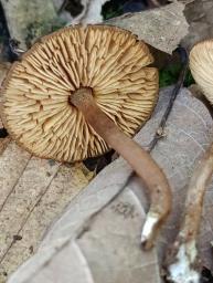 Callistosporium luteo-olivaceum