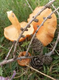 Lactarius porniniae