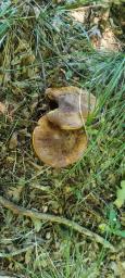 Neoboletus xanthopus