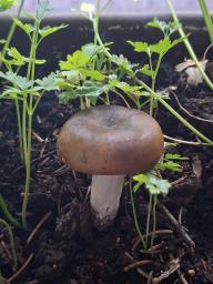 Russula carpini
