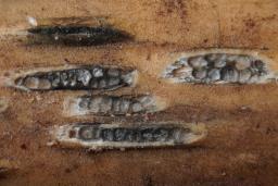 Setoseptoria arundinacea