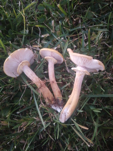 Armillaria mellea