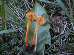 Hygrocybe mucronella