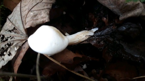 Tricholoma lascivum