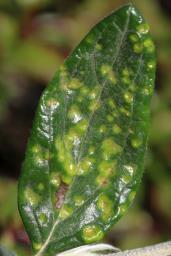 Puccinia teucrii