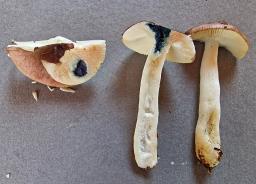 Russula versicolor