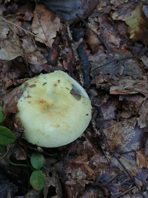 Russula pseudoaeruginea