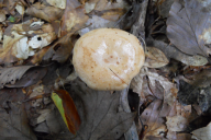 Lactarius pallidus