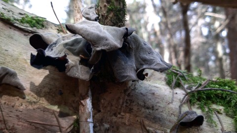 Auricularia auricula-judae