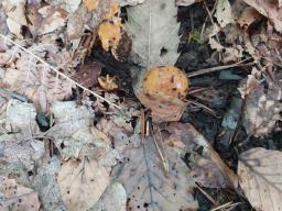 Pholiota carbonaria