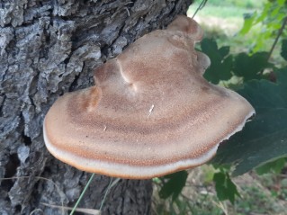 Inonotus hispidus