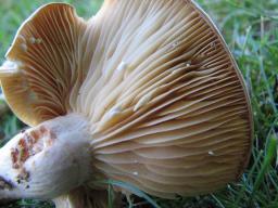 Lactarius pyrogalus