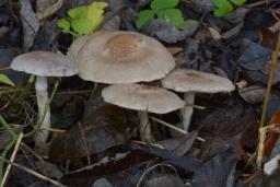 Tricholoma scalpturatum