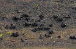 Lentomitella crinigera