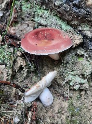 Russula vesca