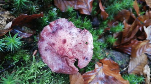 Hygrophorus capreolarius