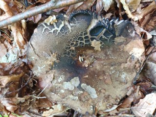 Russula nigricans