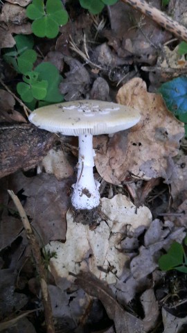 Amanita gemmata