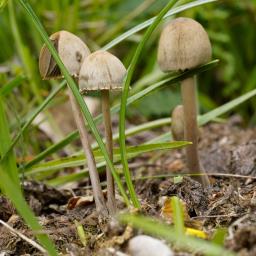 Panaeolus papilionaceus