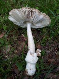 Amanita amplivelata