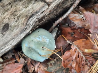 Stropharia aeruginosa