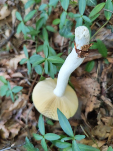 Russula caerulea
