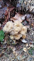 Craterellus lutescens