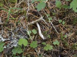 Inocybe fuscidula